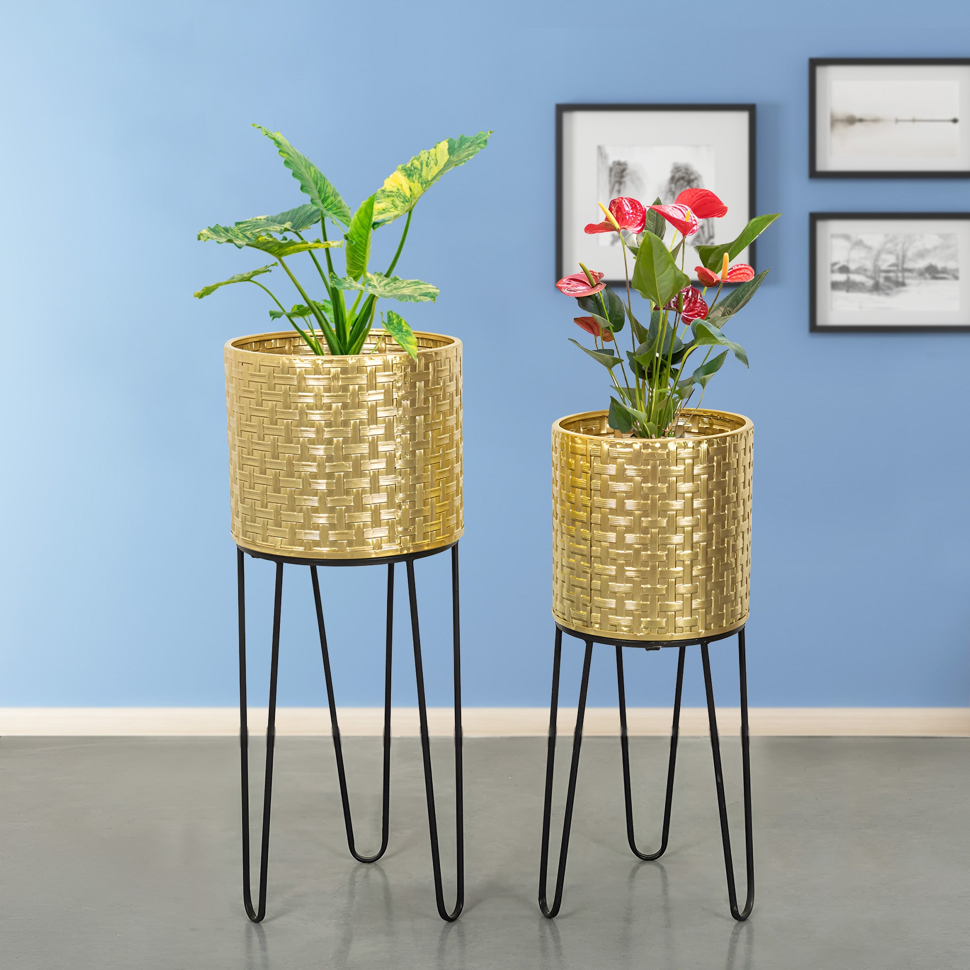 Verdant Oasis Black Stand & Golden Finish Pot Planters Set of 2